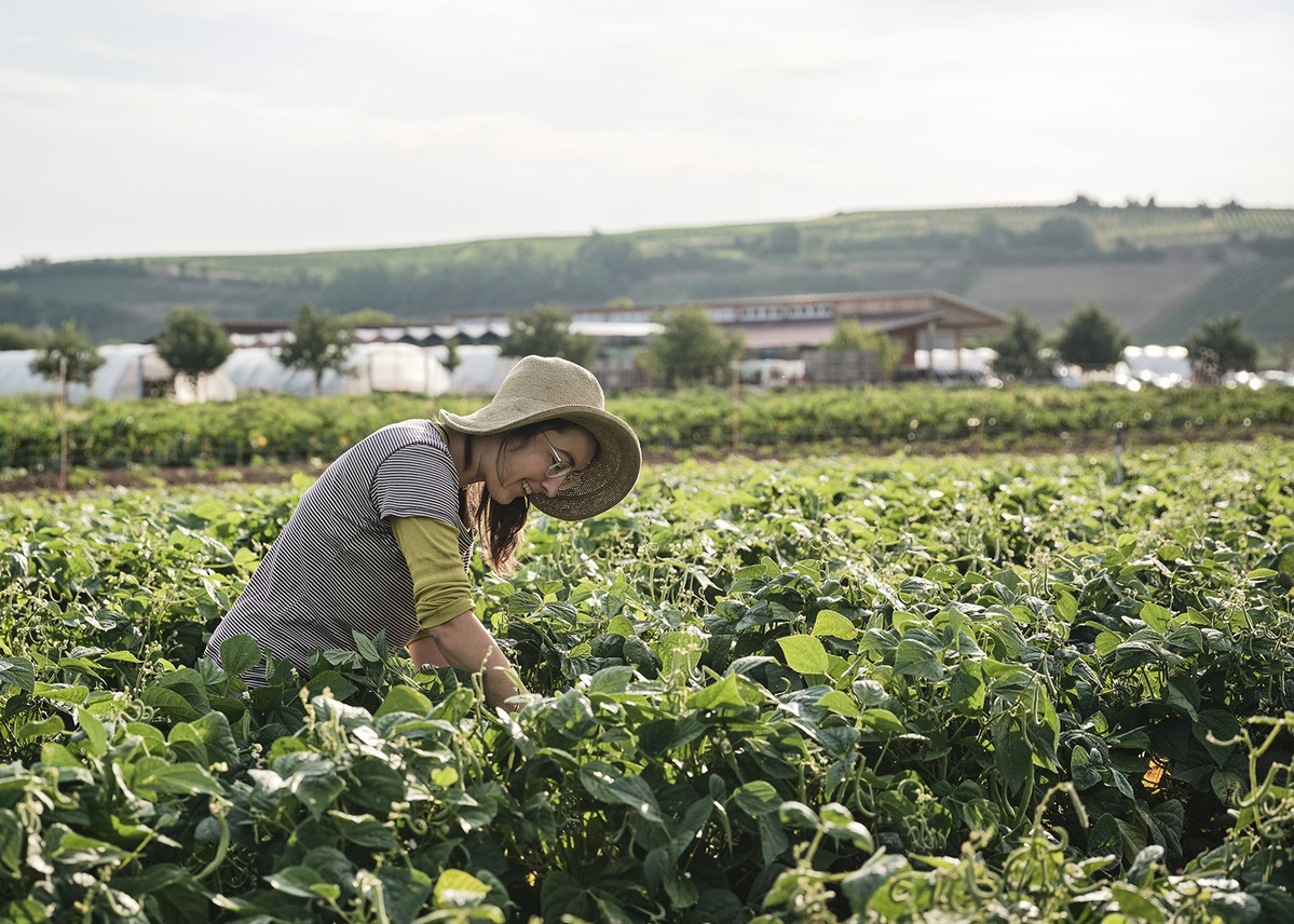 KI generiert: Eine Person mit Hut arbeitet auf einem grünen Feld mit landwirtschaftlichen Gebäuden im Hintergrund.