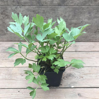 Produktfoto zu Kräutertopf Liebstöckl