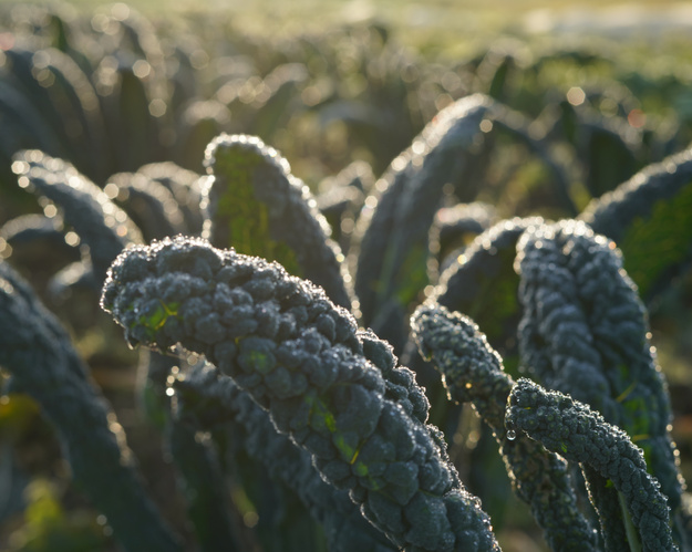 KI generiert: Nahaufnahme von Tautropfen auf Grünkohlblättern im Sonnenlicht.