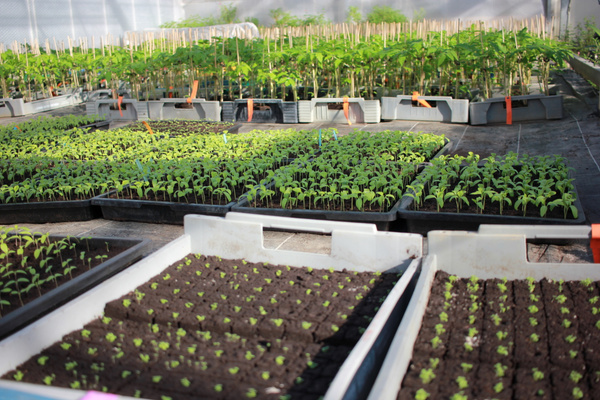 KI generiert: Setzlinge wachsen in Tabletts in einem Gewächshaus.