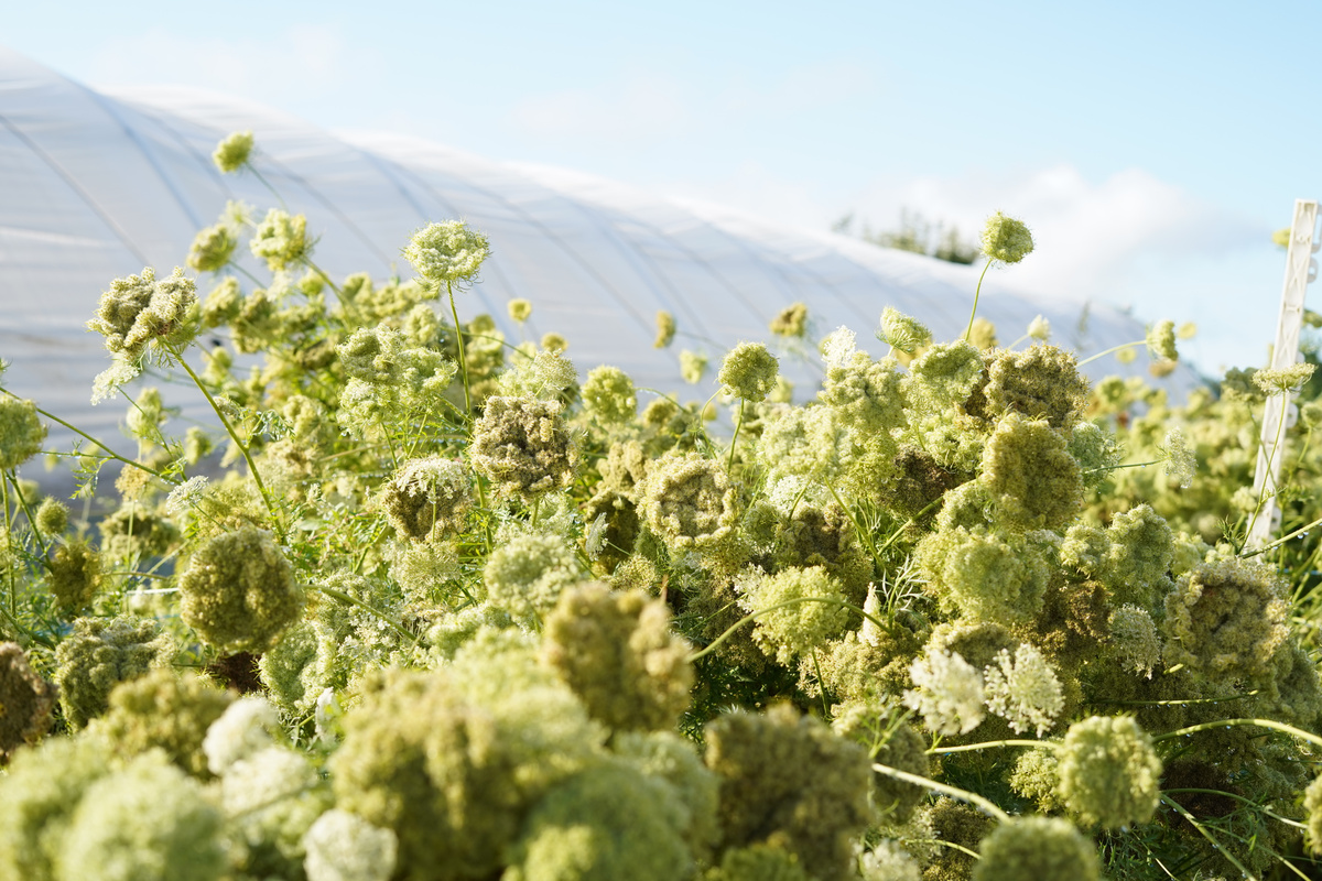KI generiert: Blühende Pflanzen im Vordergrund mit einem Gewächshaus im Hintergrund.