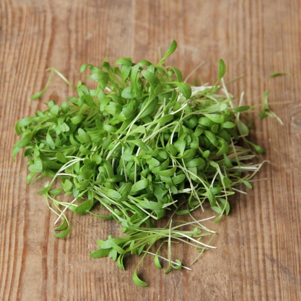 Produktfoto zu Kresse