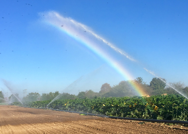KI generiert: Eine Feldbewässerung erzeugt einen Regenbogen über einer landwirtschaftlichen Fläche.