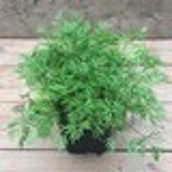 Produktfoto zu Kräutertopf Dill