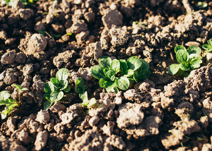 KI generiert: Junge grüne Pflanzen sprießen aus brauner, trockener Erde.