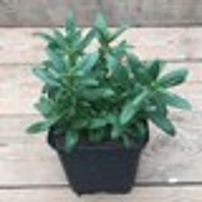 Produktfoto zu Kräutertopf Ysop