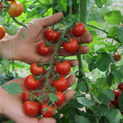 Produktfoto zu Setzling Cocktailtomate rot