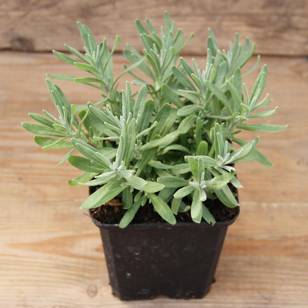 Produktfoto zu Kräutertopf Lavendel