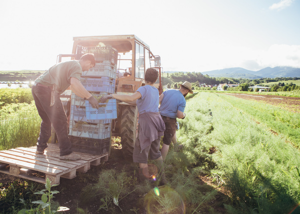 KI generiert: Personen laden Kisten auf einen Traktor in einem ländlichen, sonnigen Feld.
