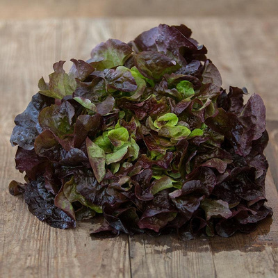 Produktfoto zu Roter Eichblatt