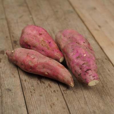 Produktfoto zu Süsskartoffeln "Erato White"