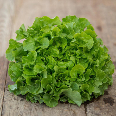 Produktfoto zu Grüner Eichblatt