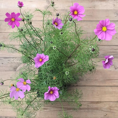Produktfoto zu Cosmea gemischt