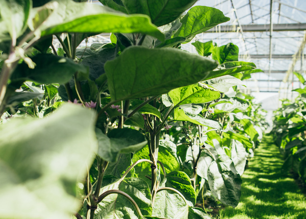 KI generiert: Ein Gewächshaus voller grüner Pflanzen mit großen Blättern.
