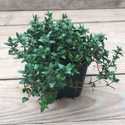 Produktfoto zu Kräutertopf Thymian