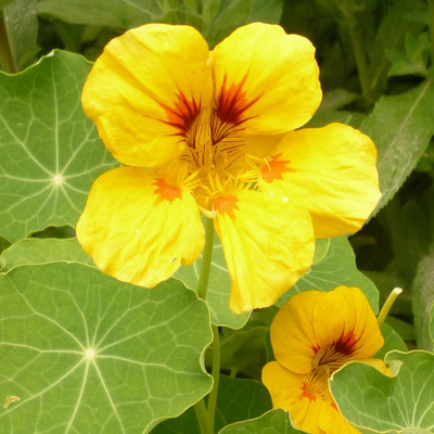 Produktfoto zu Kapuzinerkresse rankend