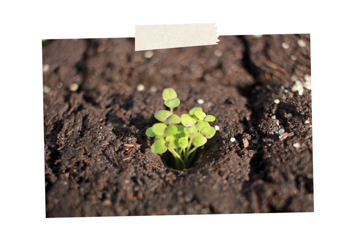 Mehrere Keimlinge sprießen aus dem Boden.