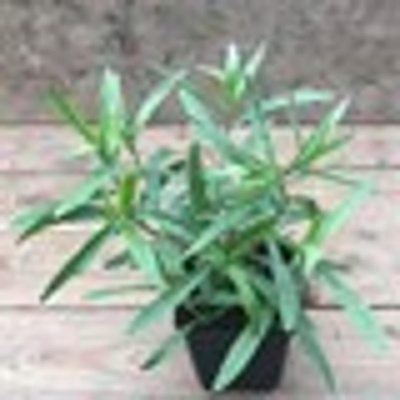 Produktfoto zu Kräutertopf Estragon