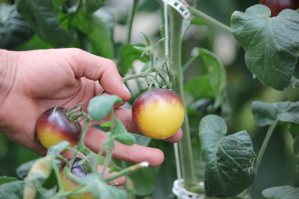 KI generiert: Eine Hand hält eine zweifarbige Tomate an einer Pflanze.