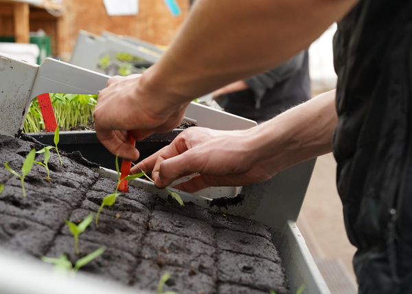 KI generiert: Hände pflanzen Setzlinge in einen Pflanzkasten. Keine Textelemente vorhanden.