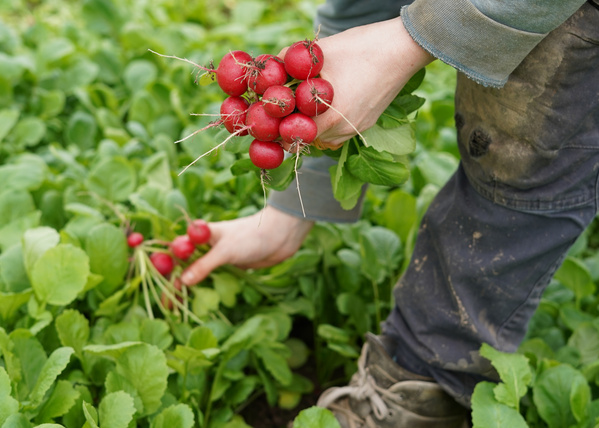 KI generiert: Person erntet frische Radieschen auf einem Feld.