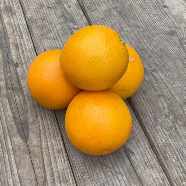 Produktfoto zu Halbblutorangen "Tarocco" 10 kg-Kiste