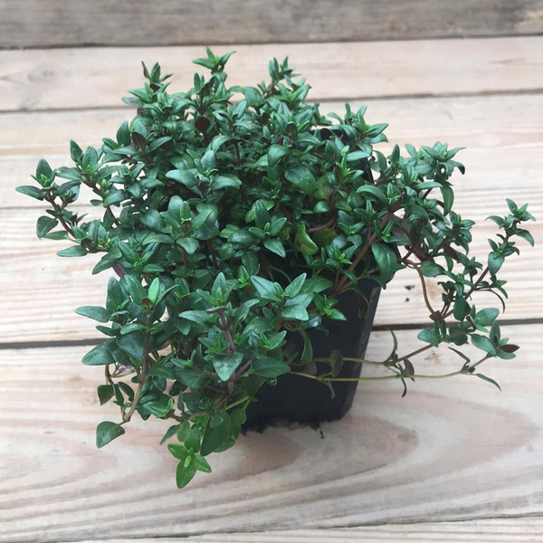 Produktfoto zu Kräutertopf Thymian