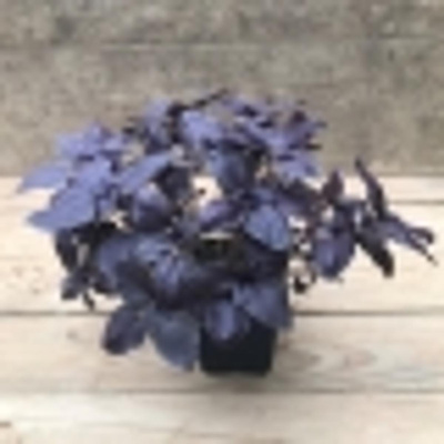 Produktfoto zu Kräutertopf Basilikum rotblättrig