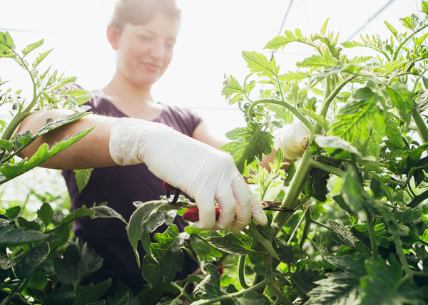 KI generiert: Eine Person schneidet in einem Gewächshaus Tomatenpflanzen.