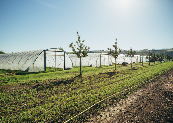 KI generiert: Gewächshäuser und junge Bäume auf einer sonnigen, landwirtschaftlichen Fläche.