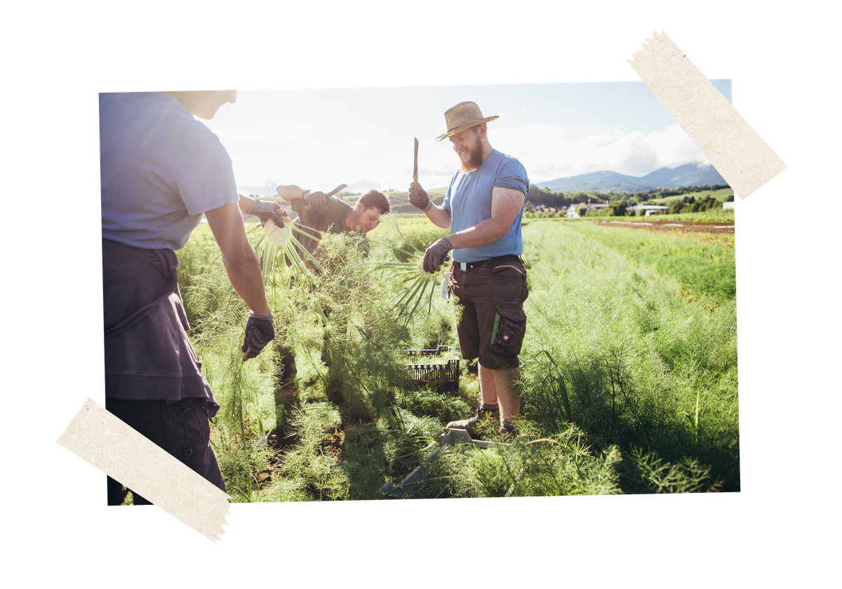 KI generiert: Menschen ernten Gemüse auf einem Feld bei sonnigem Wetter.