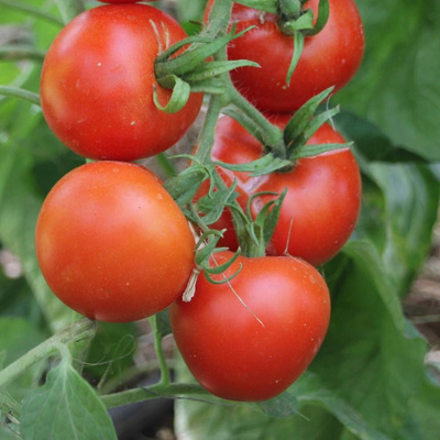 Produktfoto zu Setzling Tomate normal