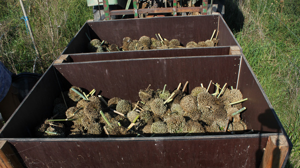 KI generiert: Ernte von Sonnenblumen in großen Kisten auf einem Feld.
