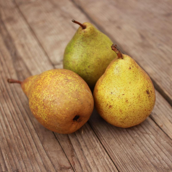 Produktfoto zu Birnen "Xenia"