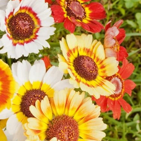 Produktfoto zu Bunte Wucherblume, Topf