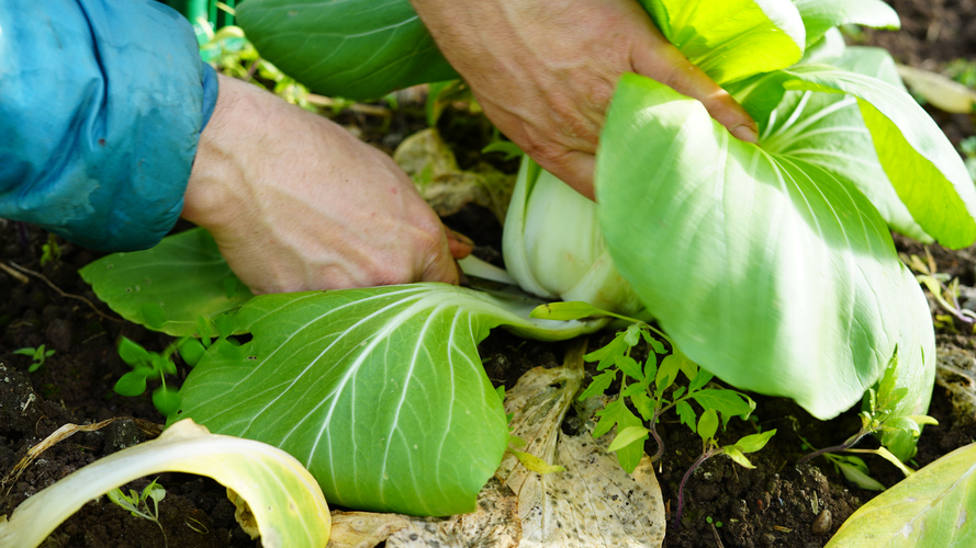 KI generiert: Hände ernten Pak Choi im Garten.
