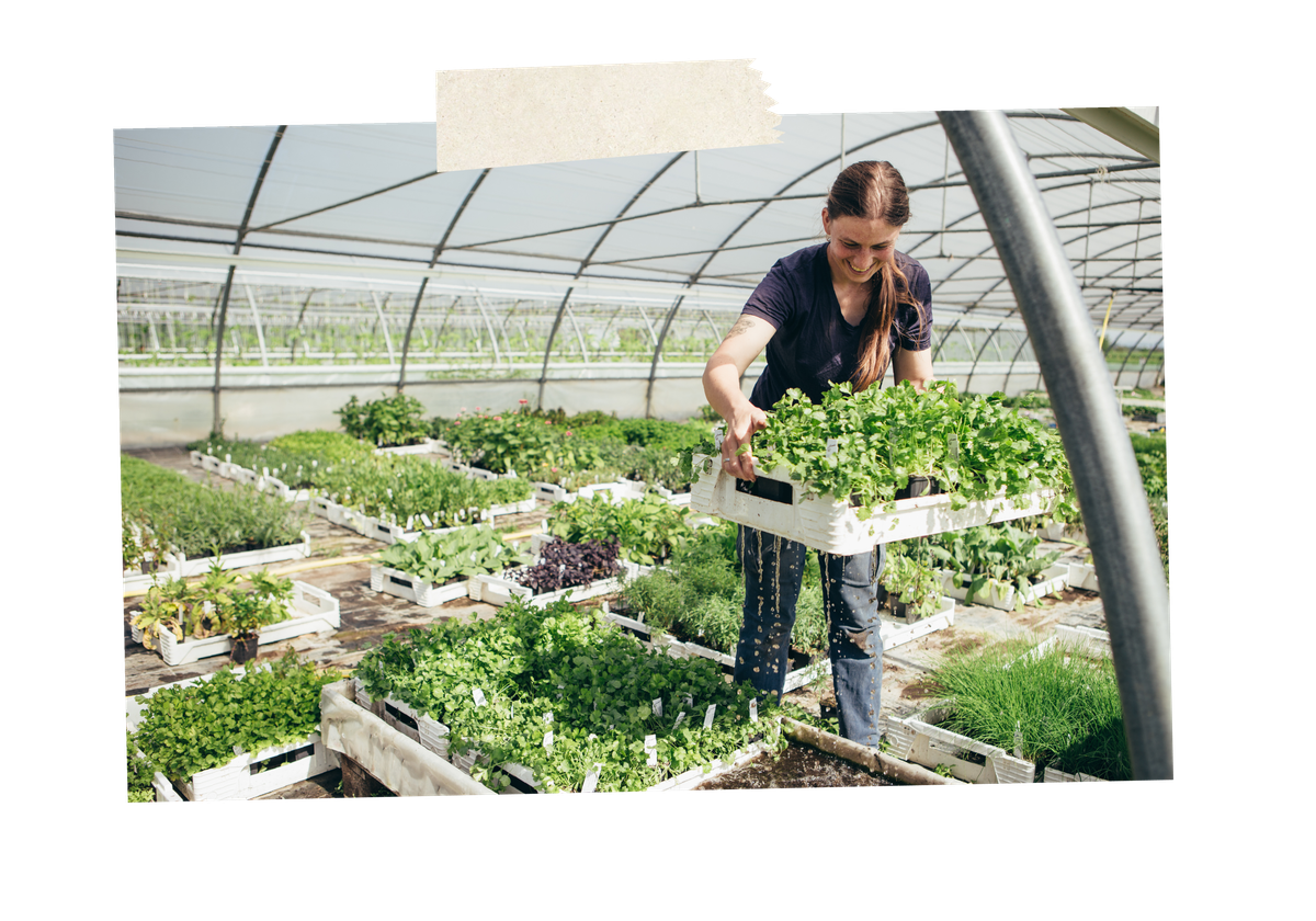 KI generiert: Eine Frau in einem Gewächshaus trägt eine Kiste mit grünen Pflanzen.