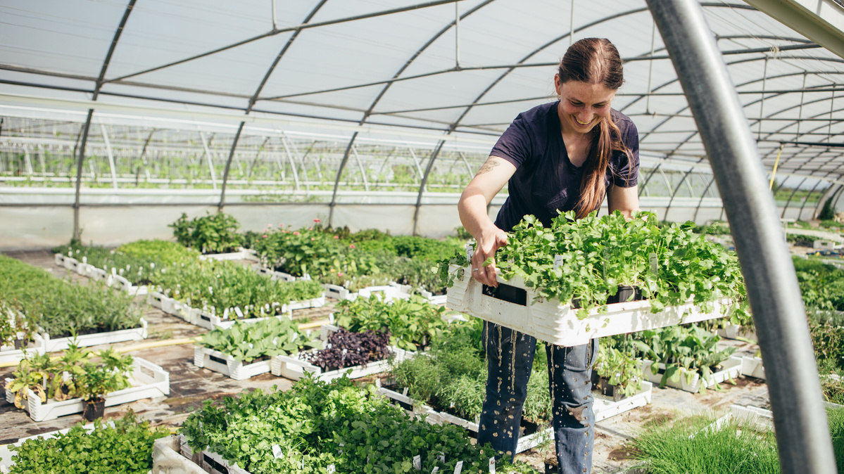Unser Freilandteam erntet Salatköpfe - frisch für die Gemüsekiste.