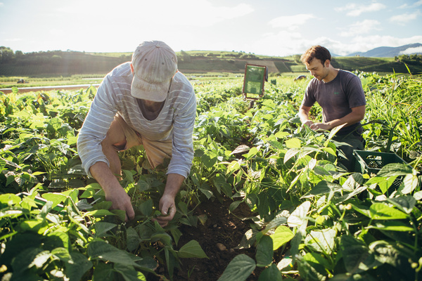 KI generiert: Zwei Männer ernten Pflanzen auf einem grünen Feld bei Sonnenlicht.