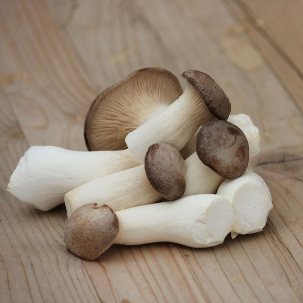 Produktfoto zu Kräuterseitling