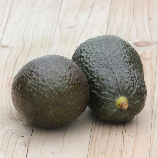 Produktfoto zu Mini Avocado "Hass"